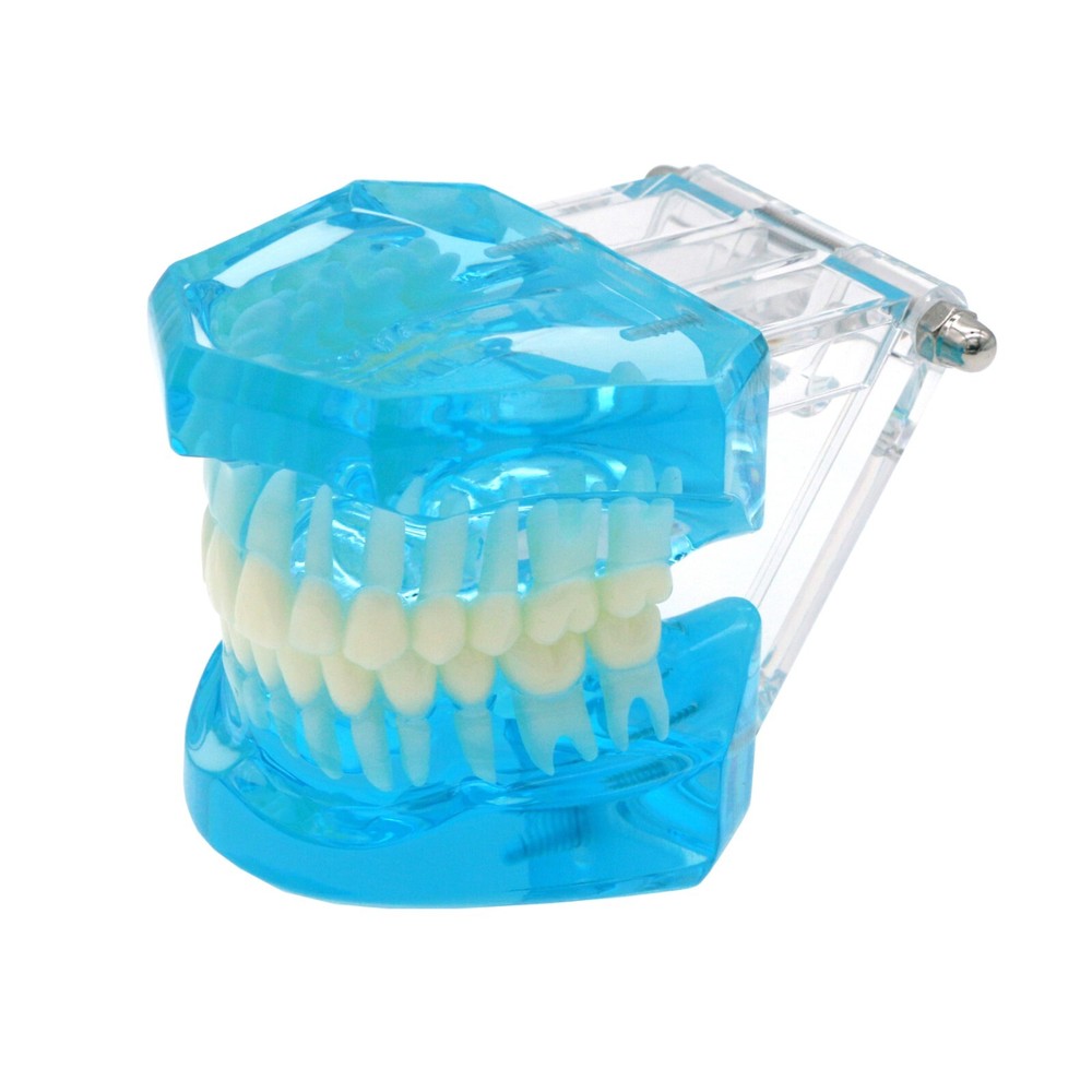 Multi Types Dental Typodont Teeth Model Implant Pathological Perio Practice Demo