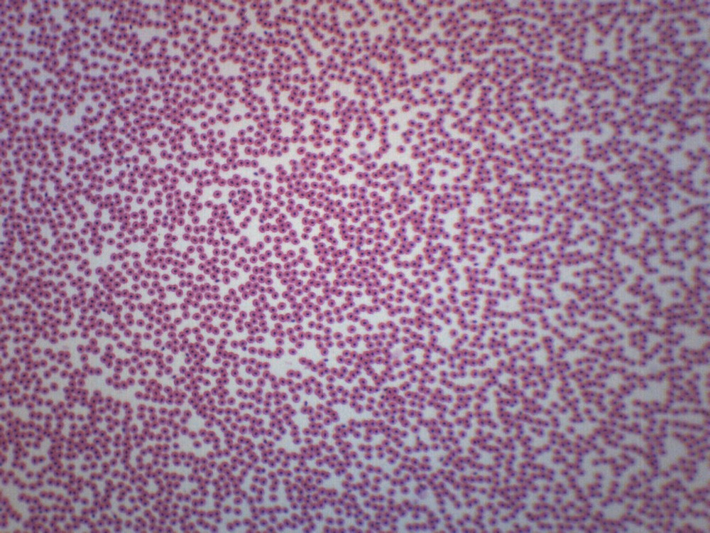 Fish Blood Smear - Prepared Microscope Slide - 75x25mm - Eisco Labs