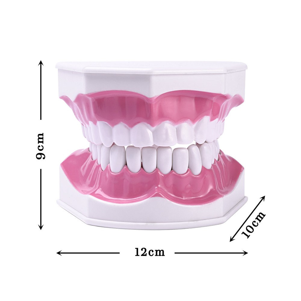 Dental Typodont Demonstration Model Removable 28 Teeth 2 Time Large Study Model