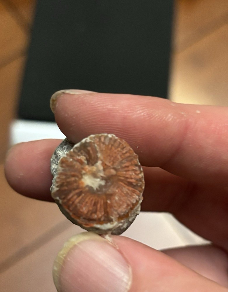 Red Horn Coral - Rough - Utah - 0.6oz - Display/Lapidary