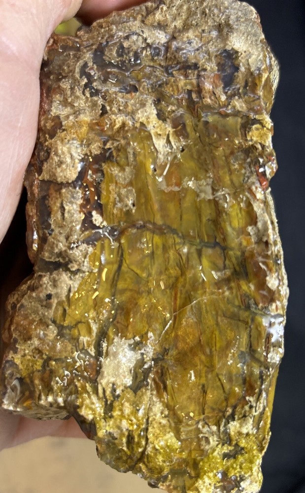 petrified wood Full Round