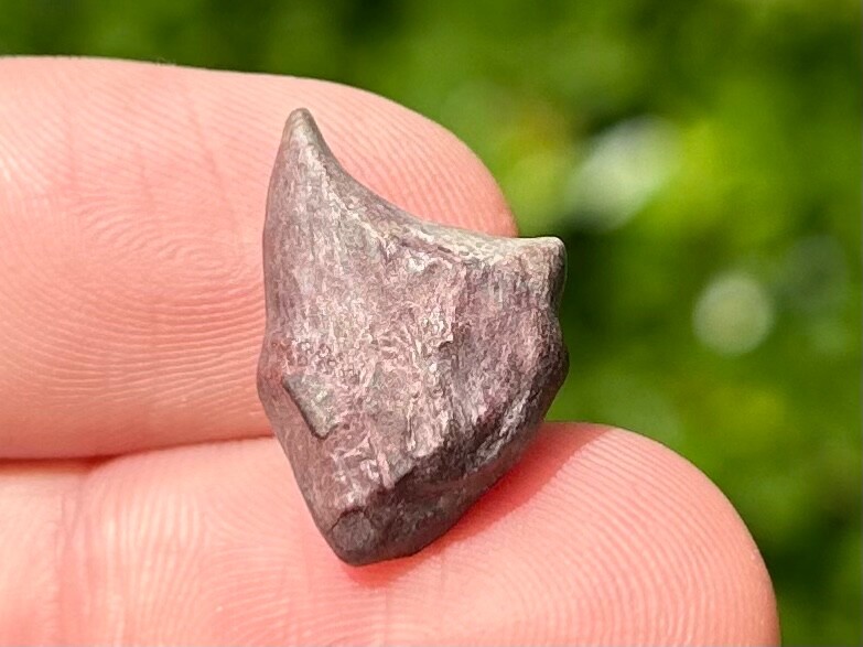 Partial Theropod Dinosaur Claw Fossil from Niger Dino Bones Kryptops Eocarcharia