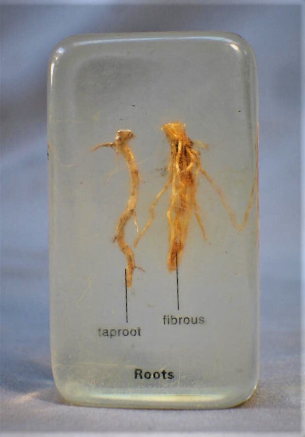 Vintage Root Specimen Preserved in Plastic Block