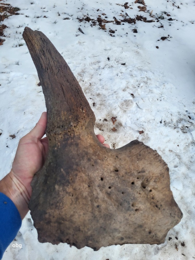 Historic Bison Horn Core Partial Skull river find