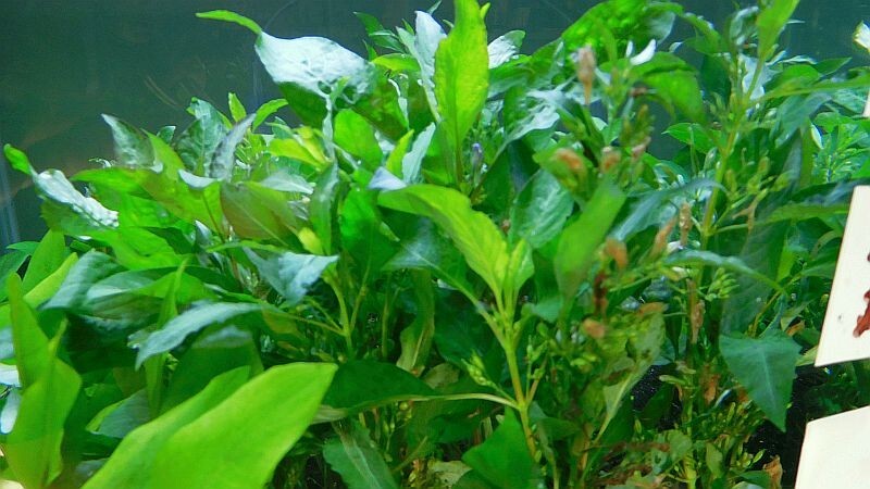 36 plus stems green temple plants