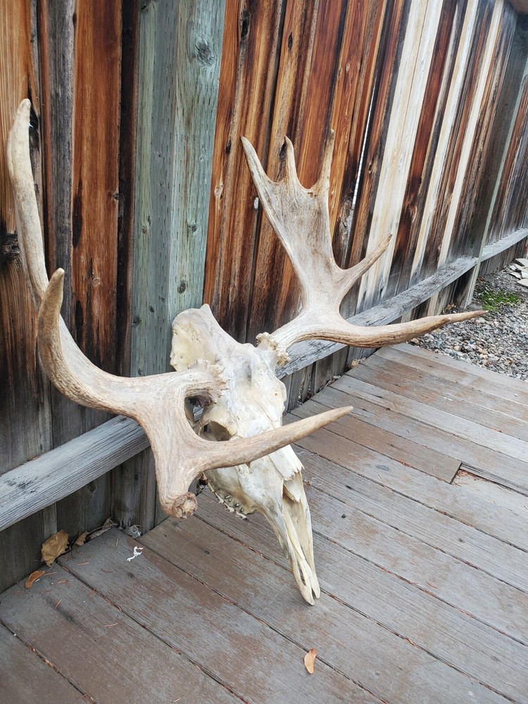 Shiras Moose European Mount
