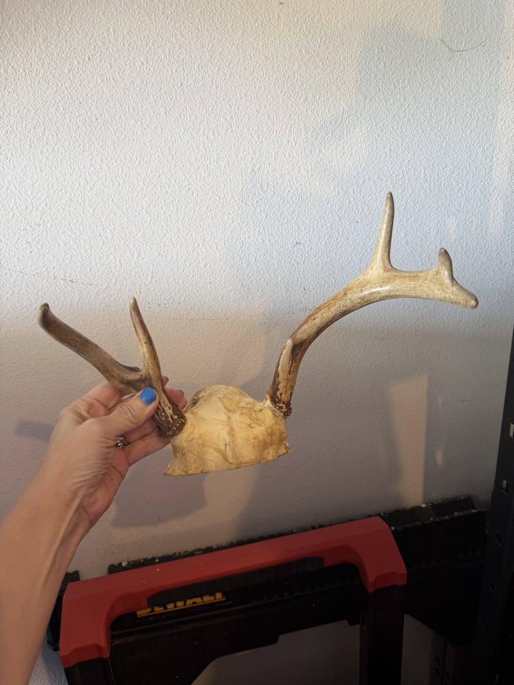 Deer Antlers
