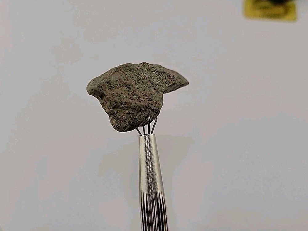 Fossilized Raptor Talon Dinosur Permineralized Fossil