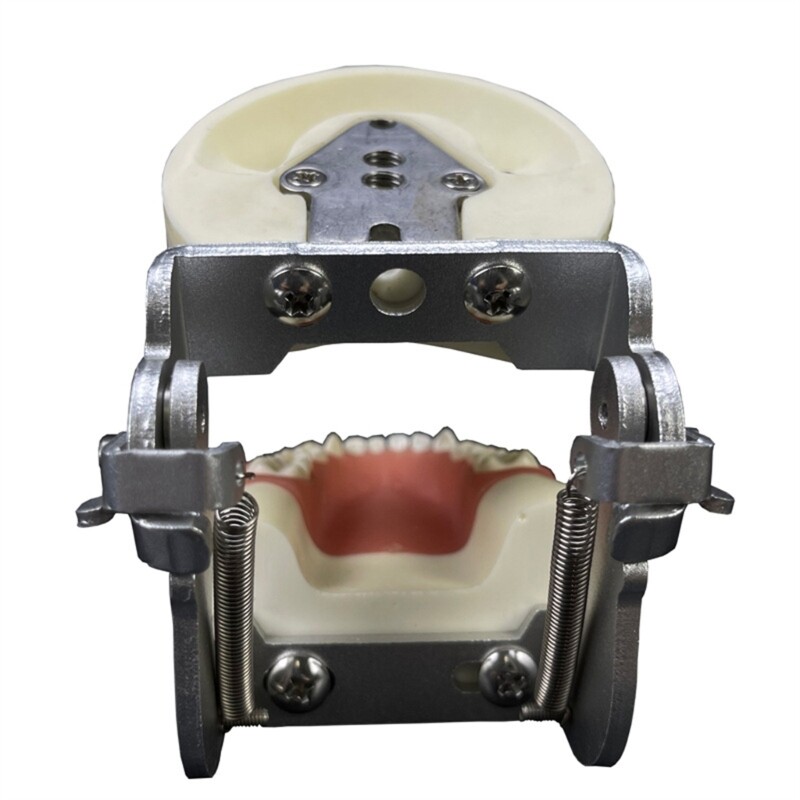 Kids Teeth Typodont Dental Implant Study Analysis Demonstration Teeth Model