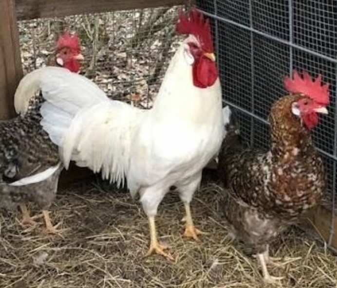 55 Flowery Hen Hatching Eggs