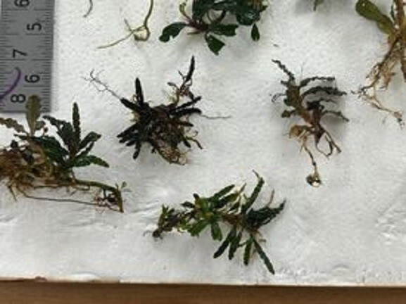 Bucephalandra (buce) 12 + assorted Rhizomes Unlabeled