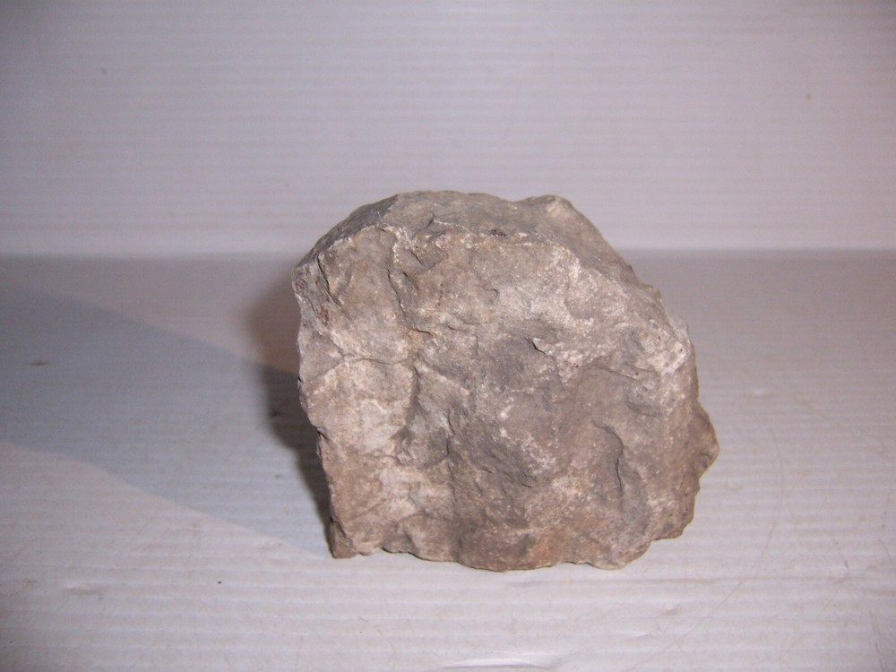 Lepidodendron Mississippian Period Fossilized Tree Root