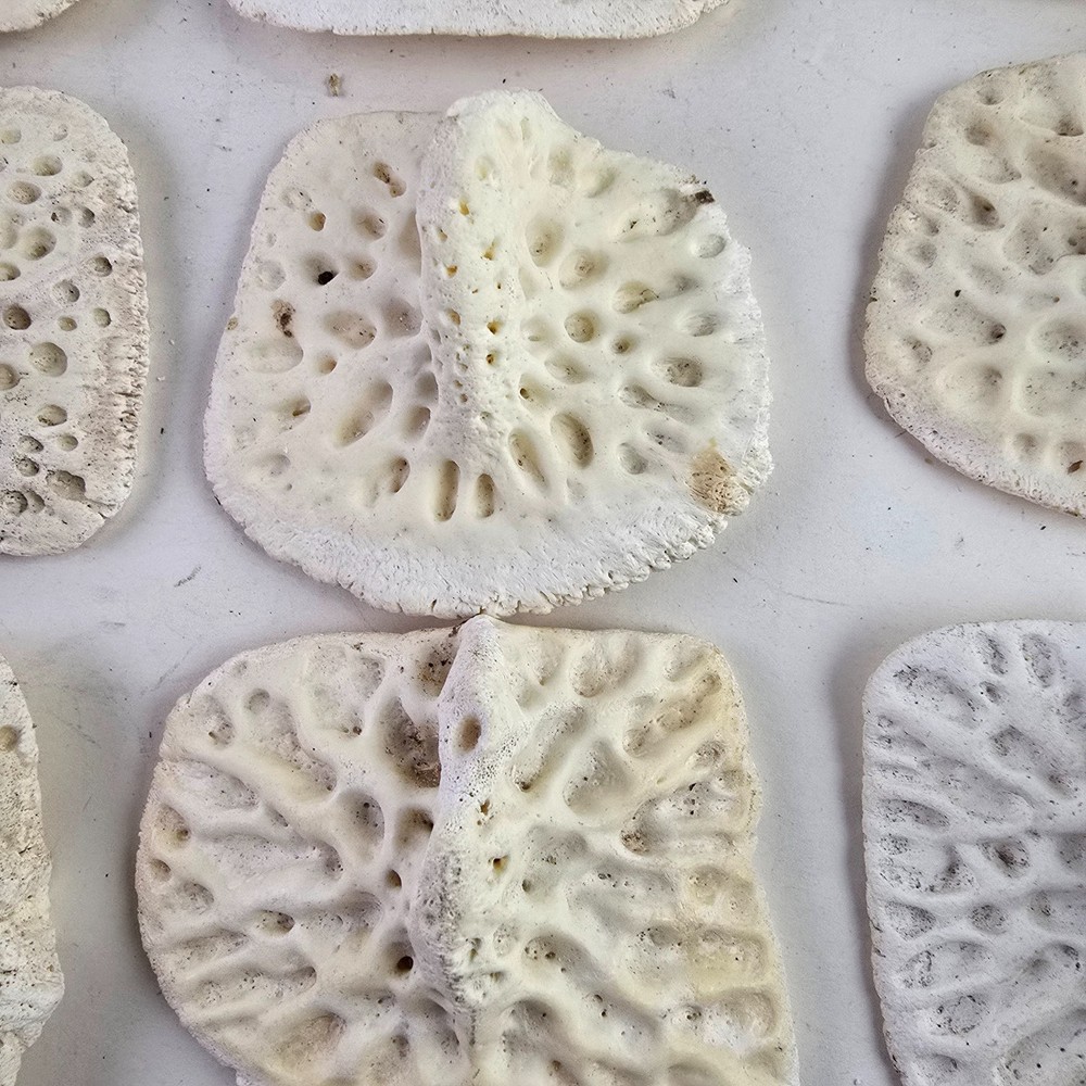 Gator Alligator Back Scute bone bones Bony scutes croc weird Osteoderms white