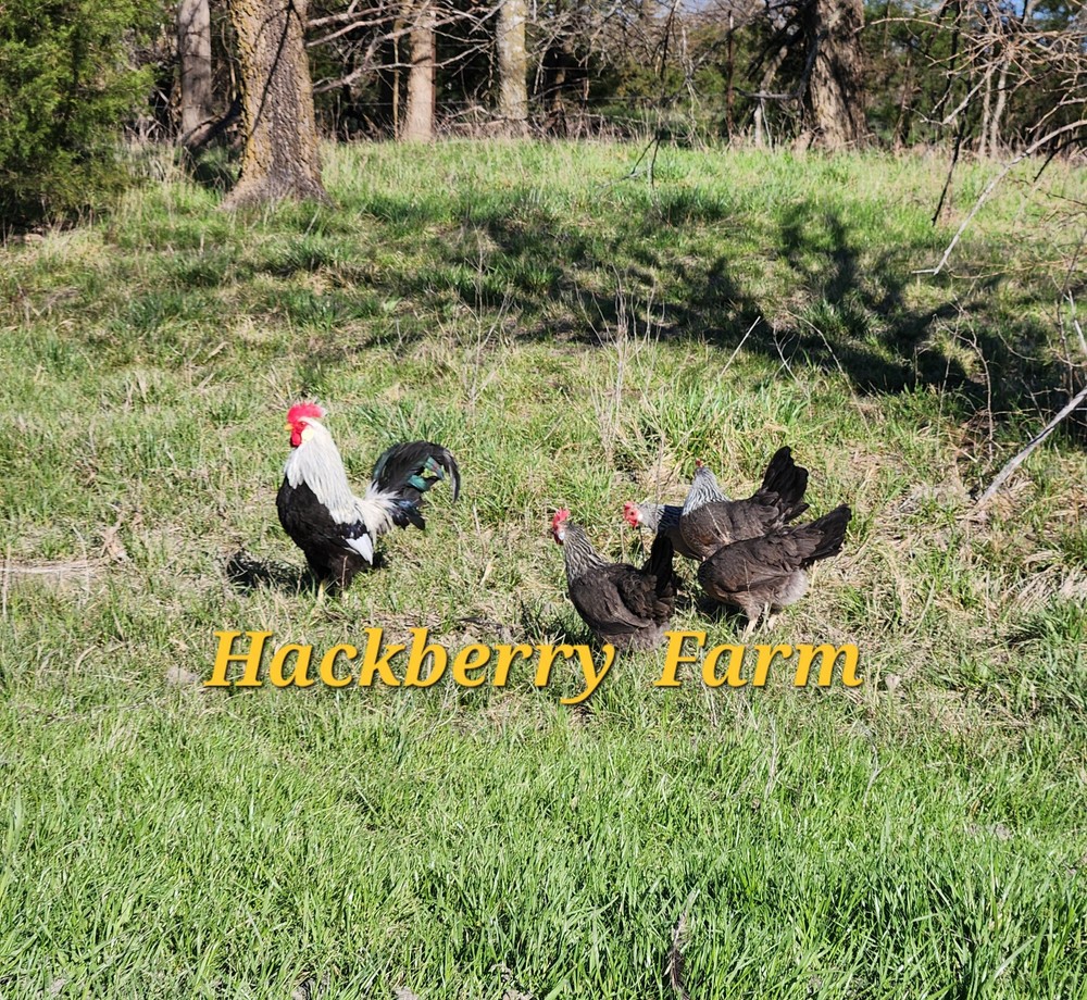 12 Silver Leghorn Hatching Eggs