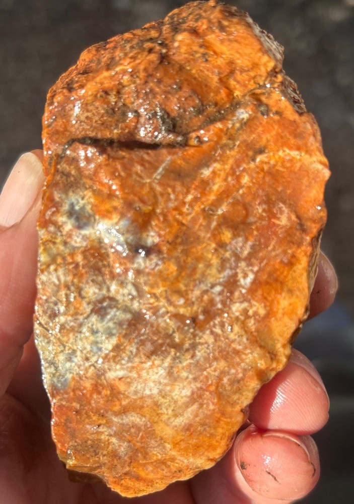 Colorful petrified wood