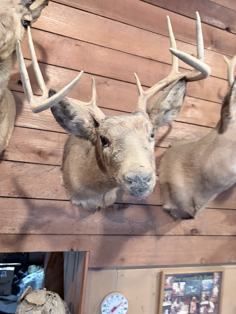 Deer Mount 8 Point