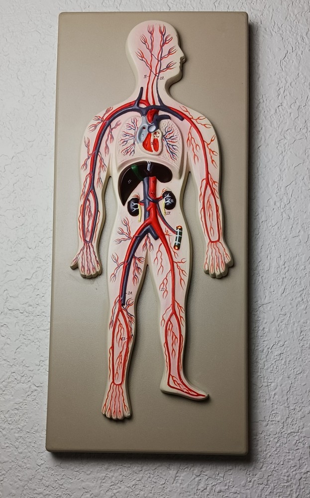 Labs Human Circulatory System Model, Hand Painted