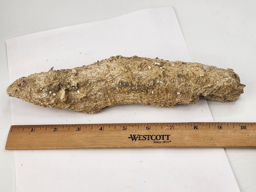 Petrified Wood Section - Florida