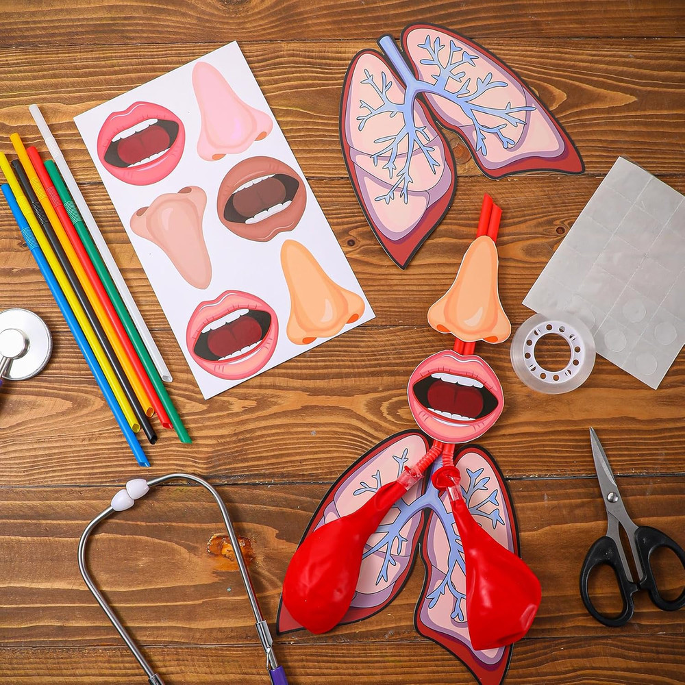 24 Sets Lung Model Respiratory System Model Toys Science Classroom Study Display