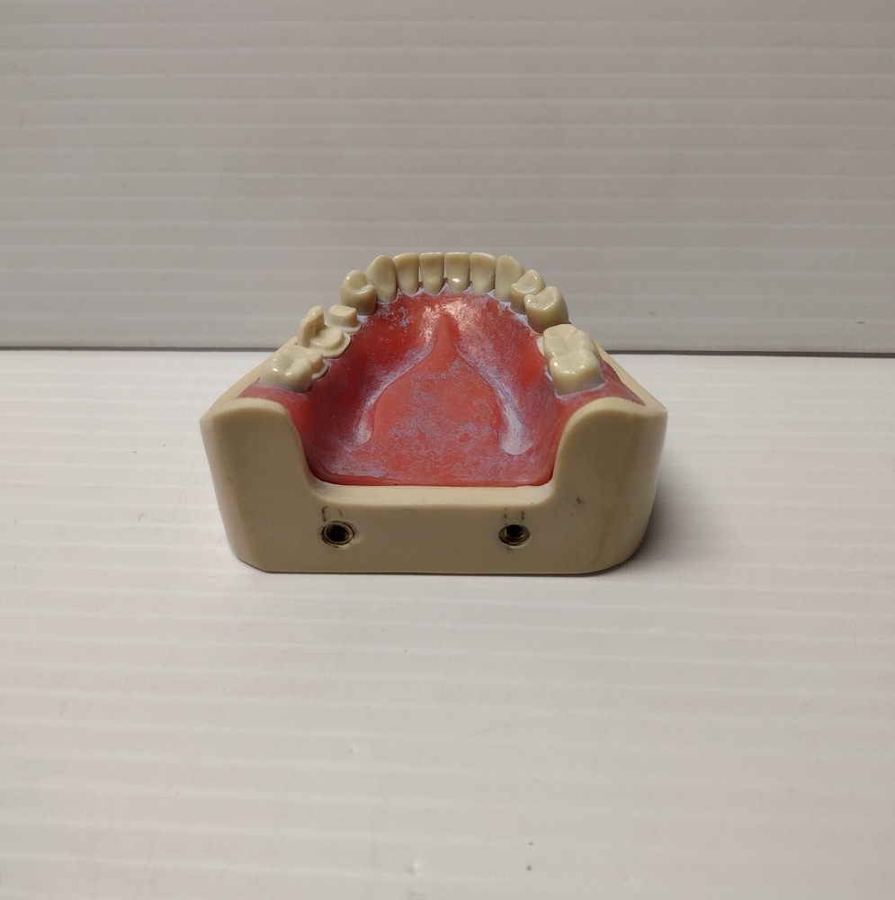 Columbia Dentoform Typodent Lower Artificial Fake Denture For Training Purposes