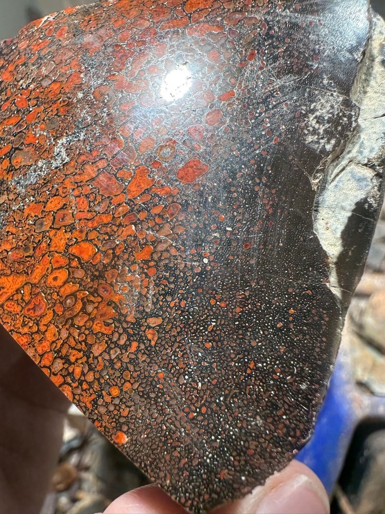 Dinosaur bone polished end cut specimen.