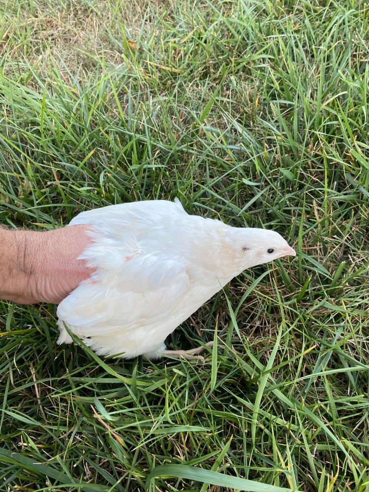 25 + JUMBO WHITE Quail Hatching Eggs