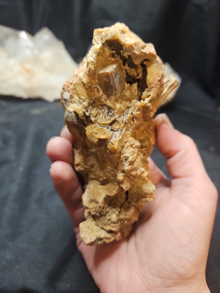 Twig Cluster Petrified Concretion Specimen (12.5 oz)