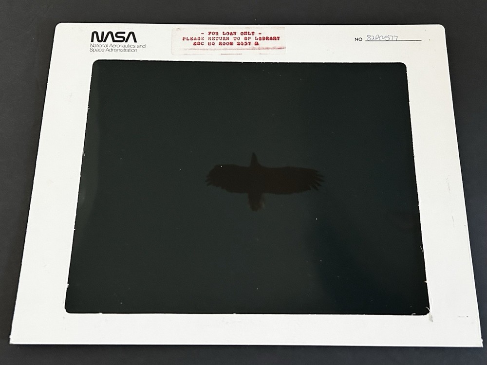1982 NASA KSC Nature Bald Eagle in Flight Presentation Transparency-577