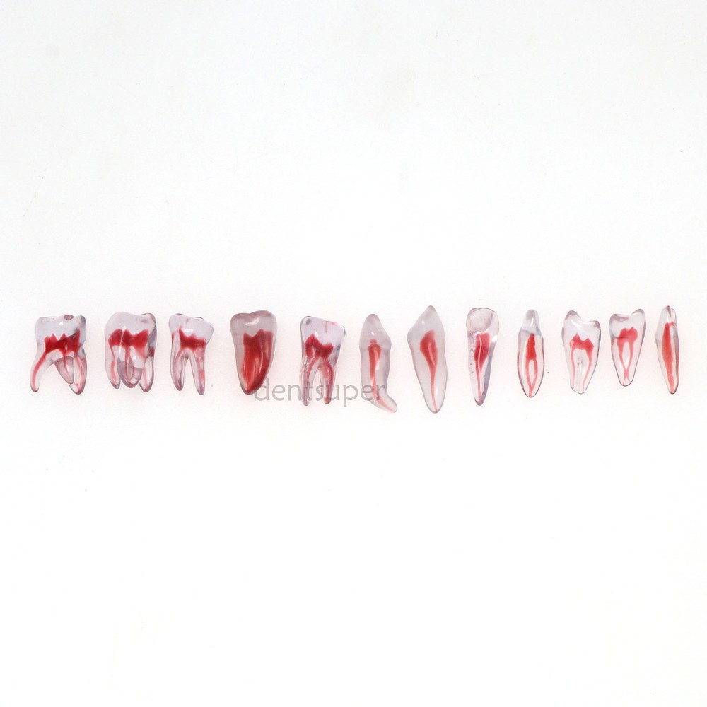 RCT 3D Print Dental Blocks Files Practice Block Endo Training Model Replicas