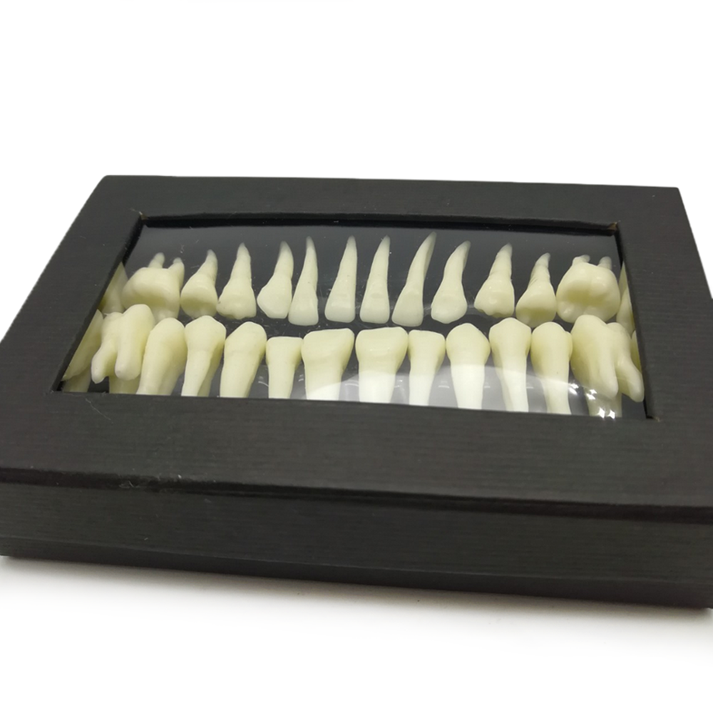 28 Pcs Dental 1:1 Permanent Teeth Demonstration Teach Study Model Resin Tooth