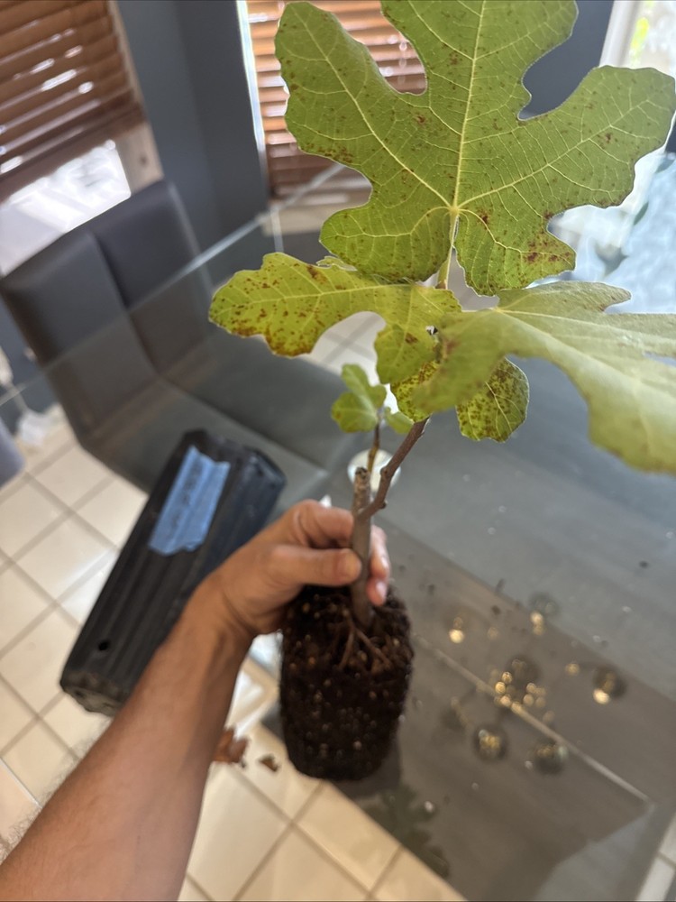 Chicago Hardy Fig Tree