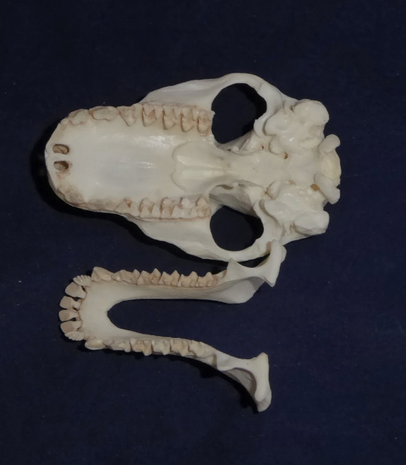 COLUGO FLYING LEMUR SKULL REPLICA