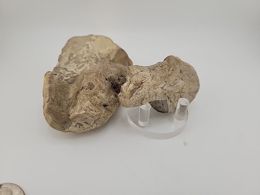 Egg Fossil Permineralized Compression Reptile Egg Fossil