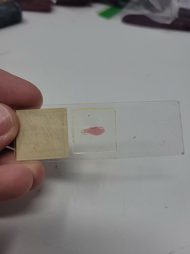 Vintage Microscope Slide 1941