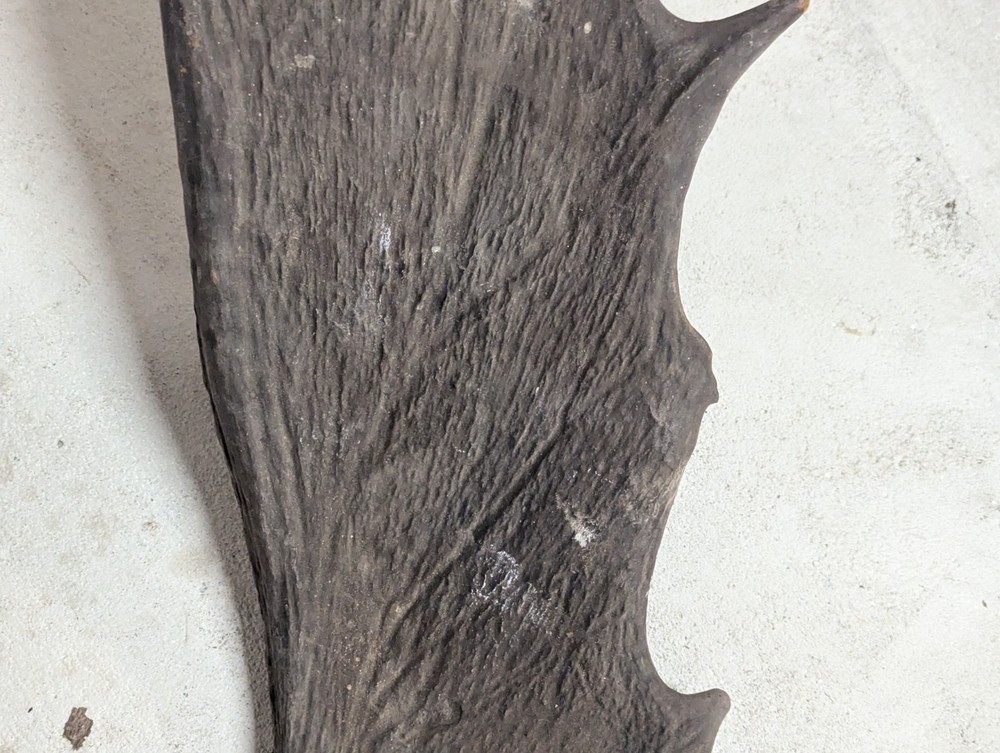 2 Moose Antlers From And Old Mount