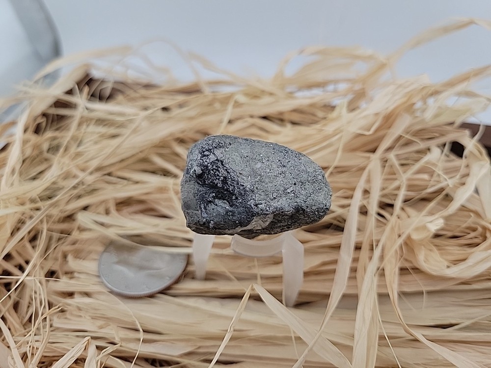 Permineralized Claw Fossil Super Rare