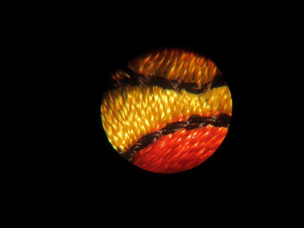 30X Illuminated Pocket Microscope Magnifying Magnifier with Focus Wheel works!