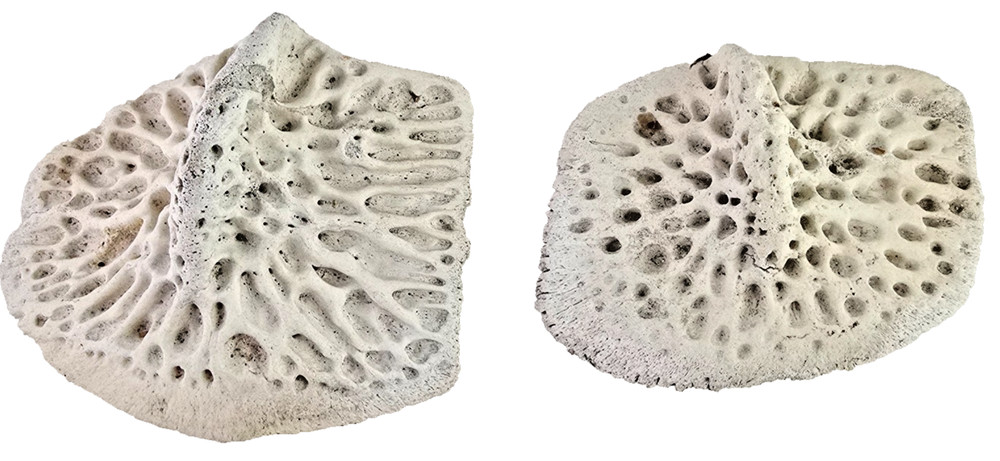 Gator Alligator Back Scute bone bones Bony scutes croc weird Osteoderms white