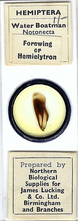 Water Boatman Notonecta sp. Forewing Microscope Slide