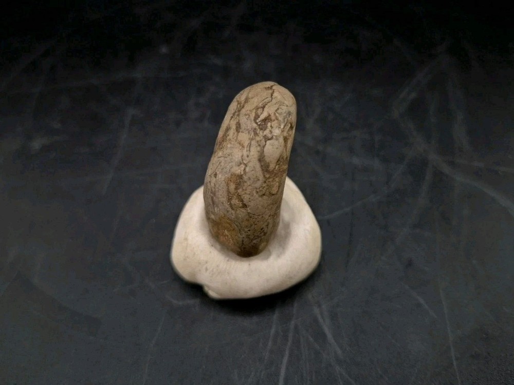 Real Fossil Dinosaur Egg Embro Permineralized Uv Reactive Raptor
