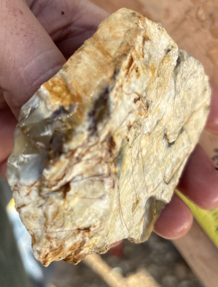 Colorful petrified wood