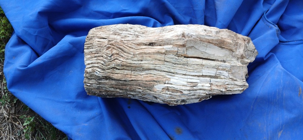 Petrified wood Log