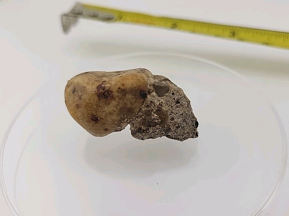 Fossilized Dinosaur HAND CLAW/Knuckle Bone Permineralized Fossil