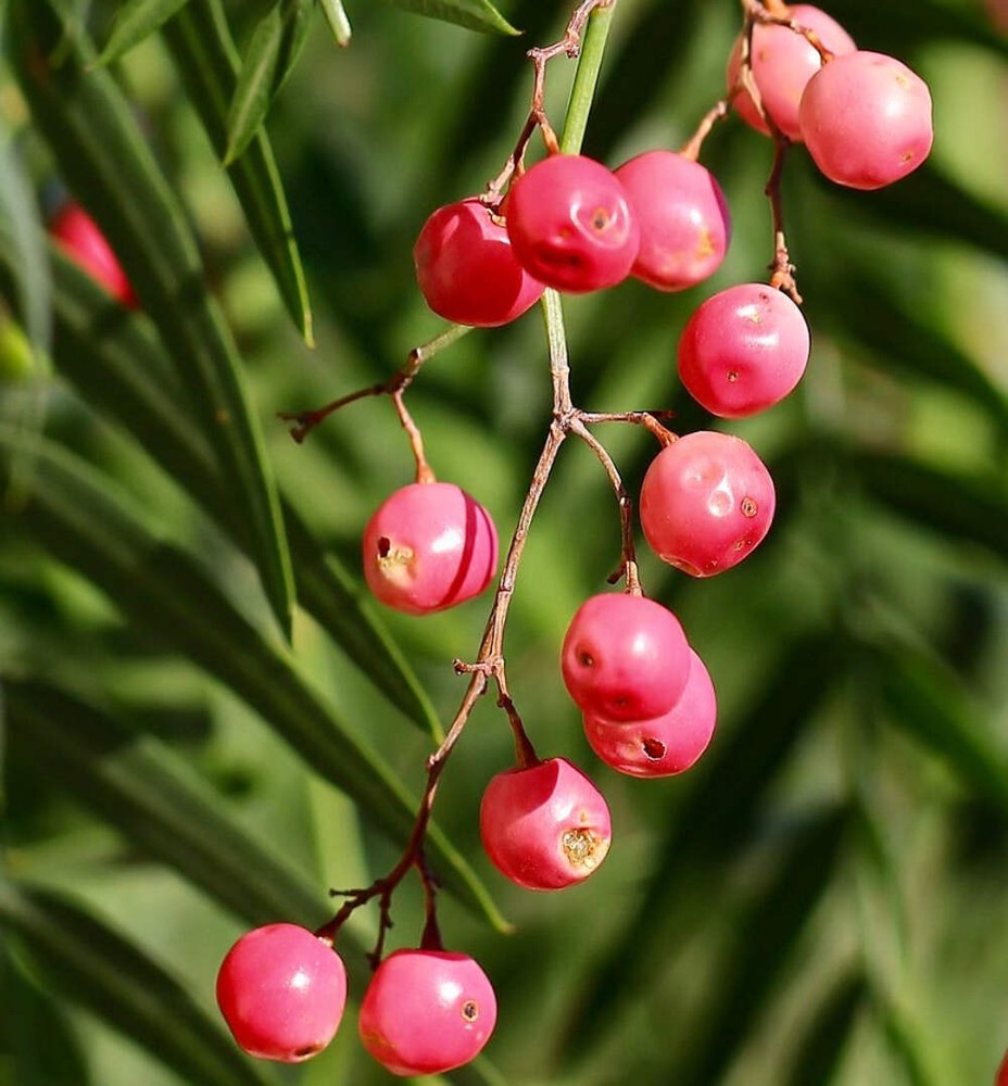 Schinus molle - Peruvian Pepper Tree | California Pepper Tree