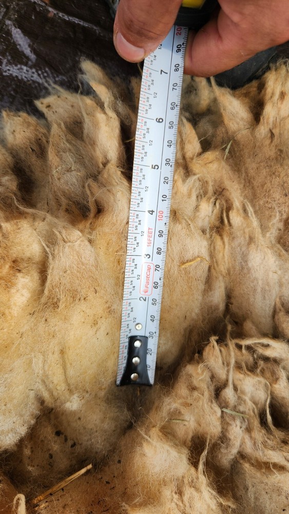 Raw Fleece Tunis