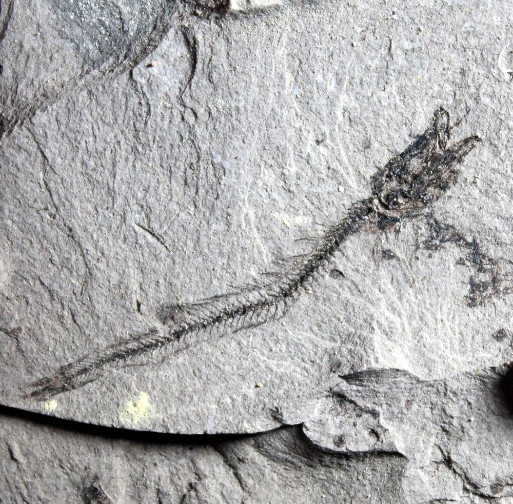 Paleogadus simionescui -  Oligocene fossil fish