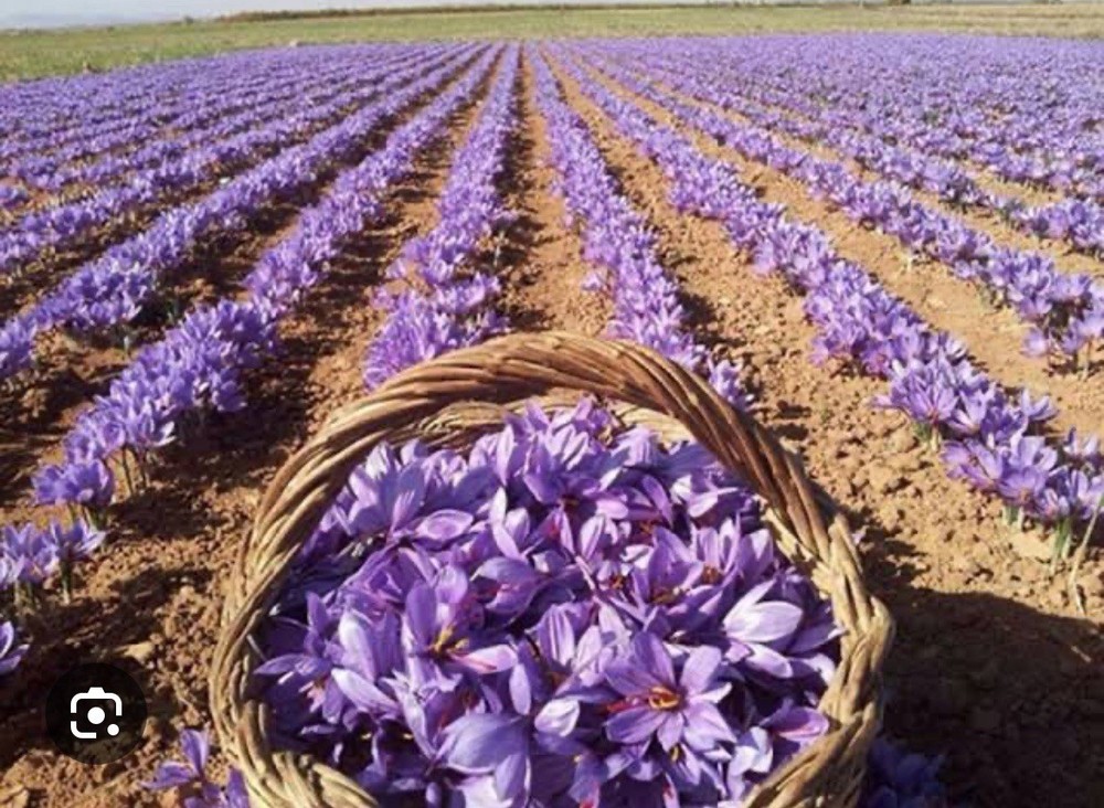 Moroccan Saffron Premium Organic