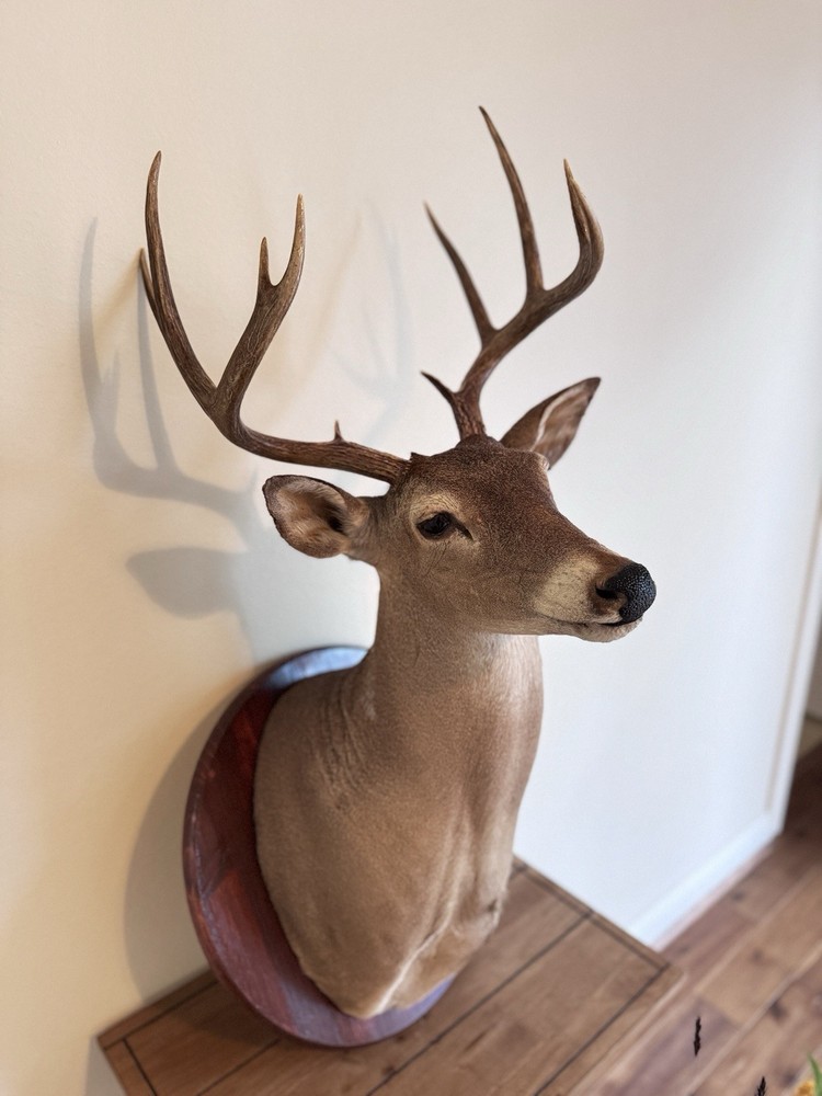Deer Head Wall Mount With Wooden Base