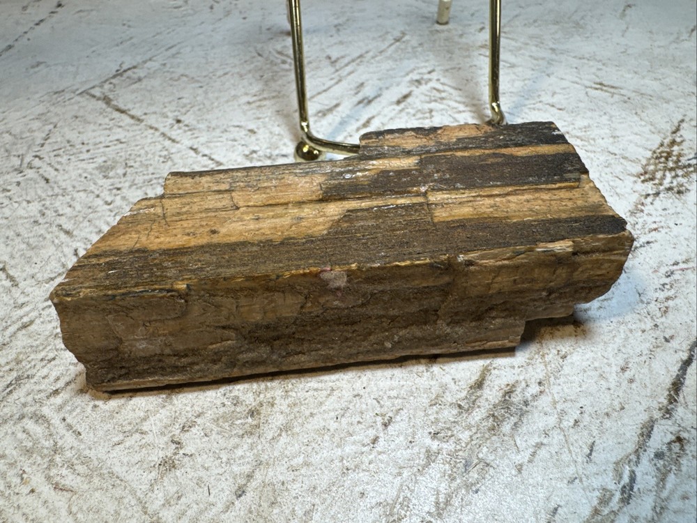 Petrified Wood Specimen 8oz