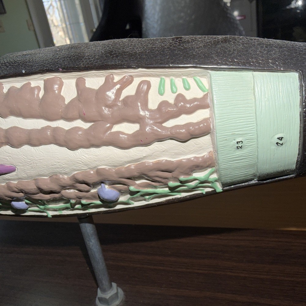 Anatomical Model Planarian Flatworm Bobbitt Laboratories